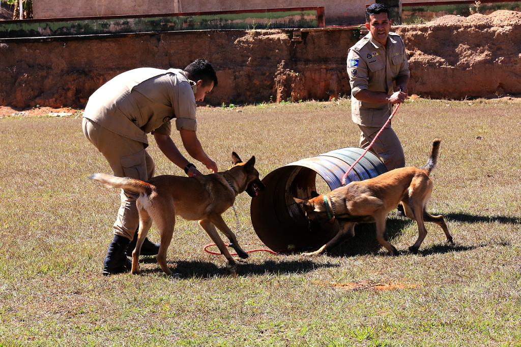 Cães são treinados para auxílio do Corpo de Bombeiros em salvamento e resgate